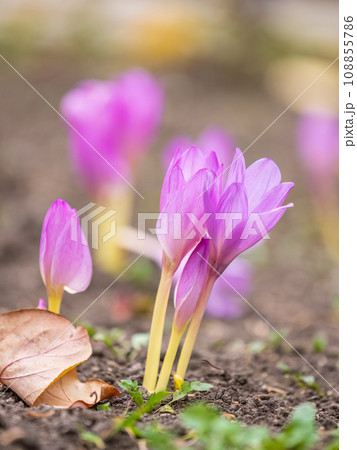 Autumn purple crocuses bloomed above the ground. 108855786