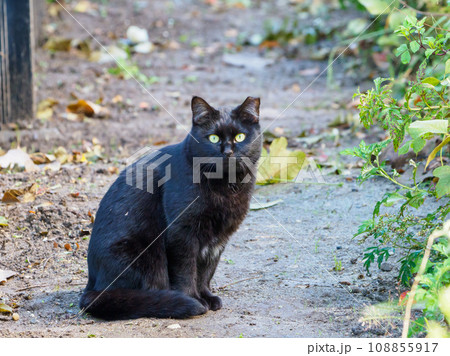 見つめる黒猫 108855917