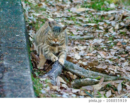 木の根っこで爪とぎをする野良猫 木の根っこで爪とぎをする野良猫 108855919