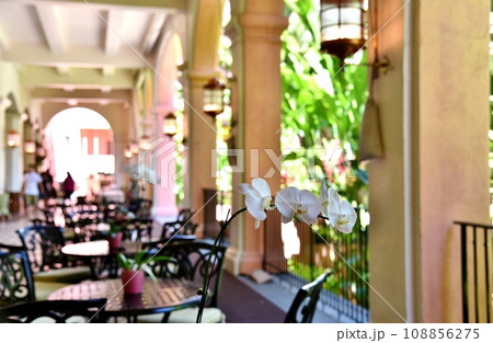 ハワイの休日 ハワイの休日 108856275