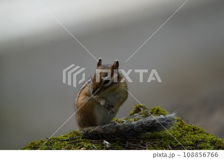 身だしなみは大事です。可愛いシマリス 身だしなみは大事です。可愛いシマリス 108856766