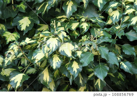 蔦植物 108856769