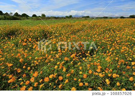 鴻巣市吹上地区の荒川河川敷のコスモス畑に咲く黄花コスモス 鴻巣市吹上地区の荒川河川敷のコスモス畑に咲く黄花コスモス 108857026