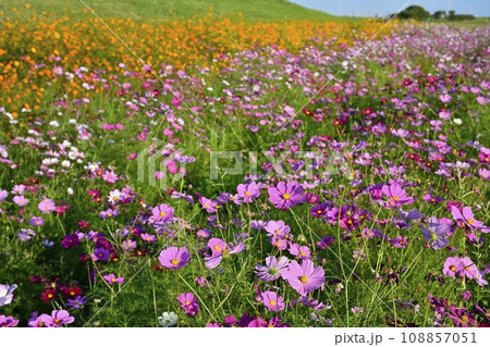 鴻巣市吹上地区の荒川河川敷のコスモス畑 108857051