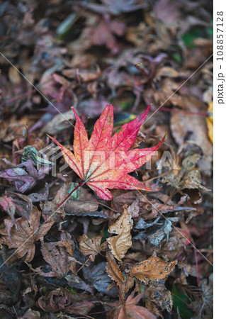 紅葉の風景 108857128
