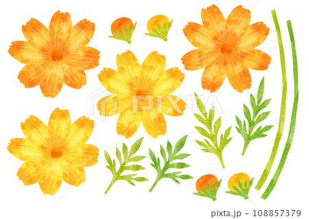 キバナコスモス キバナコスモス 108857379