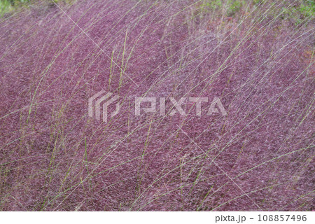 風にそよぐミューレンベルギアの赤紫の花 108857496
