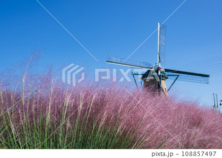 風車のそばで風にそよぐミューレンベルギアの赤紫の花 108857497
