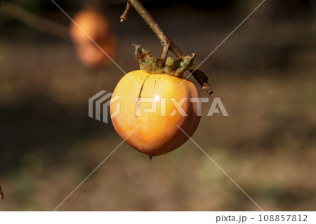 静岡県産四ッ溝柿のアップ画像【完全渋柿】 静岡県産四ッ溝柿のアップ画像【完全渋柿】 108857812