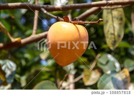 岐阜県産、完全甘柿の富有という品種の柿【カキノキ科】 108857818