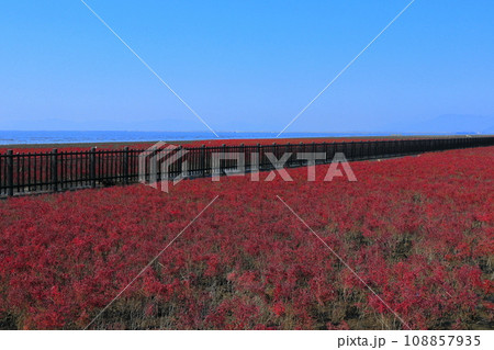 【佐賀県】快晴の干潟よか公園のシチメンソウ群生地 【佐賀県】快晴の干潟よか公園のシチメンソウ群生地 108857935