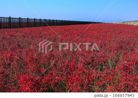 【佐賀県】快晴の干潟よか公園のシチメンソウ群生地 108857945