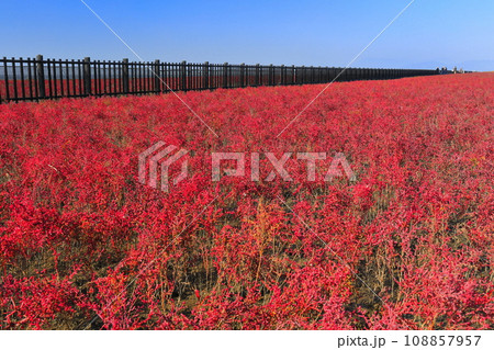 【佐賀県】快晴の干潟よか公園のシチメンソウ群生地 108857957