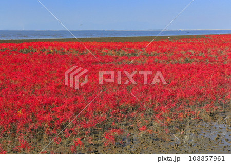 【佐賀県】快晴の干潟よか公園のシチメンソウ群生地 108857961