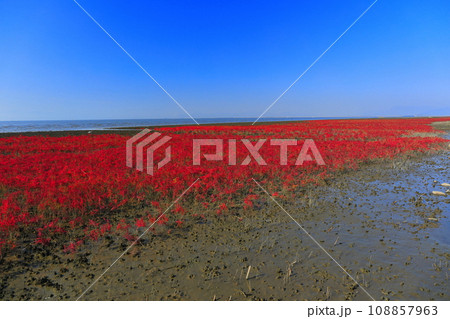 【佐賀県】快晴の干潟よか公園のシチメンソウ群生地 108857963