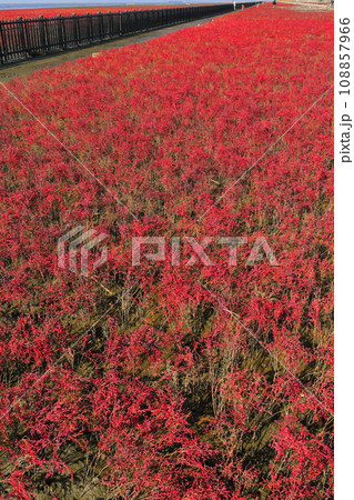 【佐賀県】快晴の干潟よか公園のシチメンソウ群生地 108857966