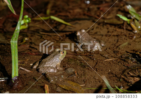 アカガエル科ウシガエル幼体 108858333