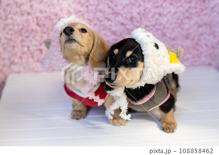 干支の辰のコスプレをした仔犬 カニンヘンダックスフンド 干支の辰のコスプレをした仔犬 カニンヘンダックスフンド 108858462