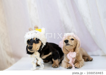 干支の辰のコスプレをした仔犬 カニンヘンダックスフンド 干支の辰のコスプレをした仔犬 カニンヘンダックスフンド 108858465