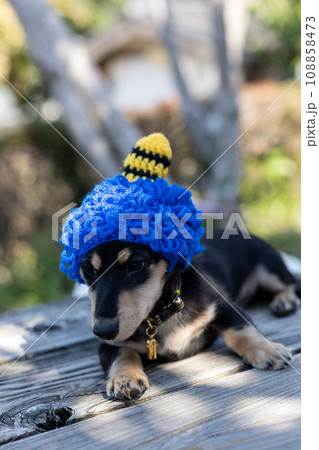 鬼の被り物のコスプレをするダックスフンド　節分 108858473