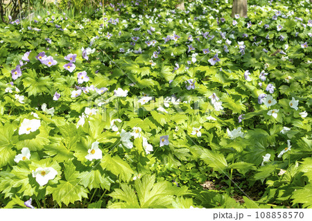 シラネアオイの花 108858570