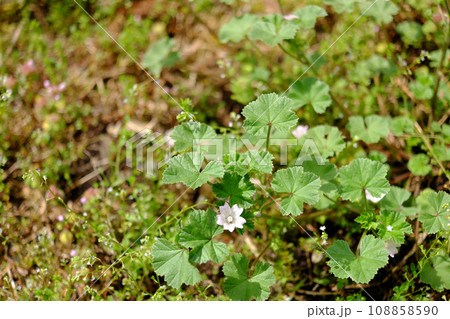 ゼニバアオイ（銭葉葵） 108858590