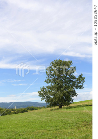 北海道 美瑛の丘（青空と牧草） 108858647