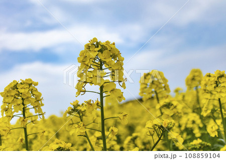 菜の花畑 菜の花畑 108859104