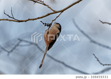 枝に止まるエナガ科エナガ 108859331