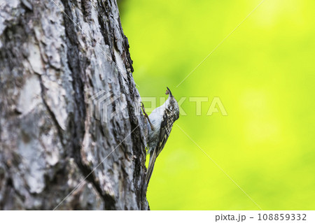 キバシリ 108859332