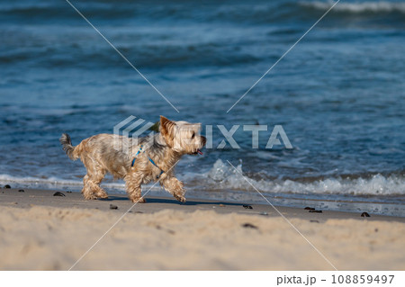 Small neat Yorkshire terrier runs along beach next to sea Small neat Yorkshire terrier runs along beach next to sea 108859497