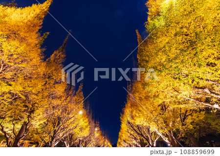 神宮外苑のライトアップされたイチョウ　東京夜景 108859699