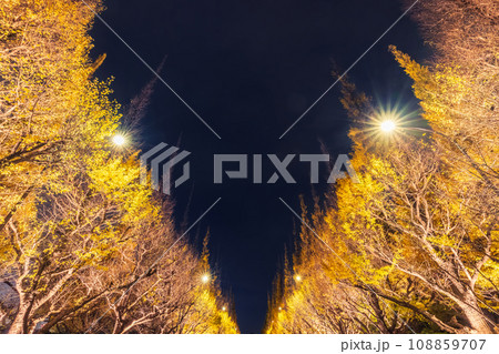 神宮外苑のライトアップされたイチョウ 東京夜景 神宮外苑のライトアップされたイチョウ 東京夜景 108859707