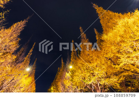 神宮外苑のライトアップされたイチョウ 東京夜景 神宮外苑のライトアップされたイチョウ 東京夜景 108859709