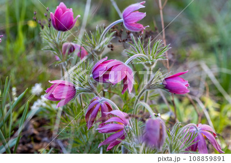 Pulsatilla vulgaris Lumbago flowering in the garden. Dream-grass flowers blooming in the spring. 108859891