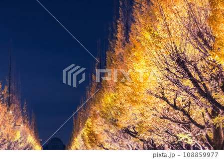 神宮外苑のライトアップされたイチョウ　東京夜景 108859977