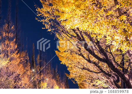 神宮外苑のライトアップされたイチョウ　東京夜景 108859978