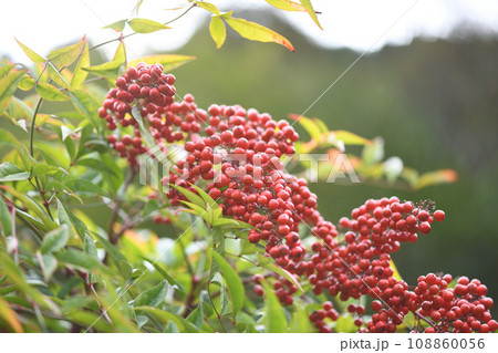 ナンテン（南天）の果実 108860056