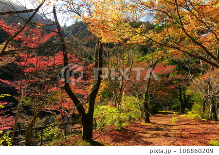 【岡山県】晴天の奥津渓の紅葉 108860209