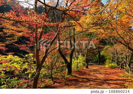 【岡山県】晴天の奥津渓の紅葉 【岡山県】晴天の奥津渓の紅葉 108860214