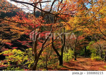 【岡山県】晴天の奥津渓の紅葉 【岡山県】晴天の奥津渓の紅葉 108860215