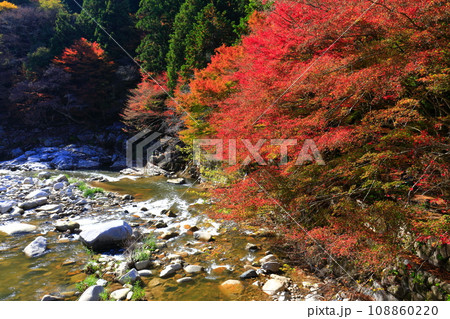 【岡山県】晴天の奥津渓の紅葉 108860220