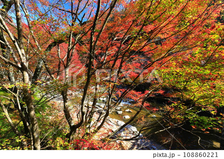 【岡山県】晴天の奥津渓の紅葉 【岡山県】晴天の奥津渓の紅葉 108860221