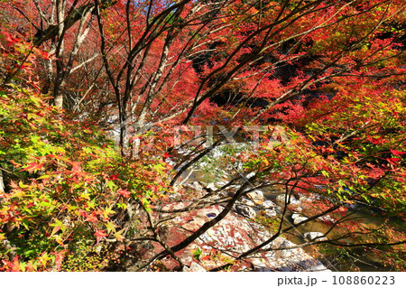 【岡山県】晴天の奥津渓の紅葉 108860223