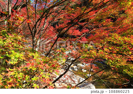 【岡山県】晴天の奥津渓の紅葉 【岡山県】晴天の奥津渓の紅葉 108860225