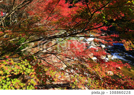 【岡山県】晴天の奥津渓の紅葉 108860228