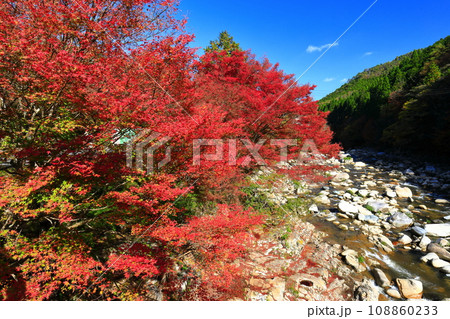 【岡山県】晴天の奥津渓の紅葉 【岡山県】晴天の奥津渓の紅葉 108860233
