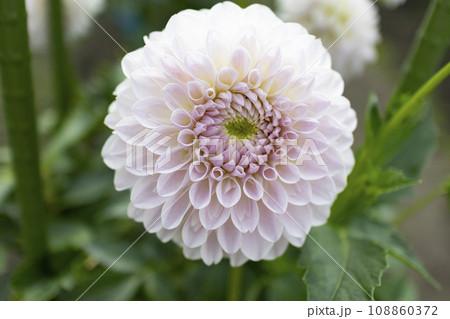 ダリアの花 108860372