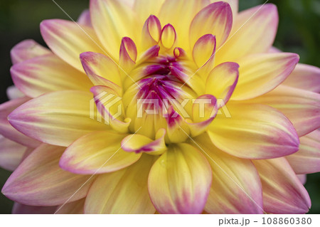 ダリアの花 108860380