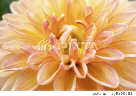 ダリアの花 108860381